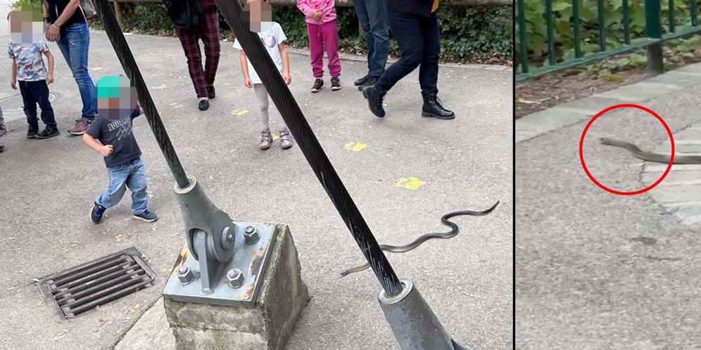 Besucher im Tiergarten Schönbrunn staunten am Sonntag nicht schlecht. 