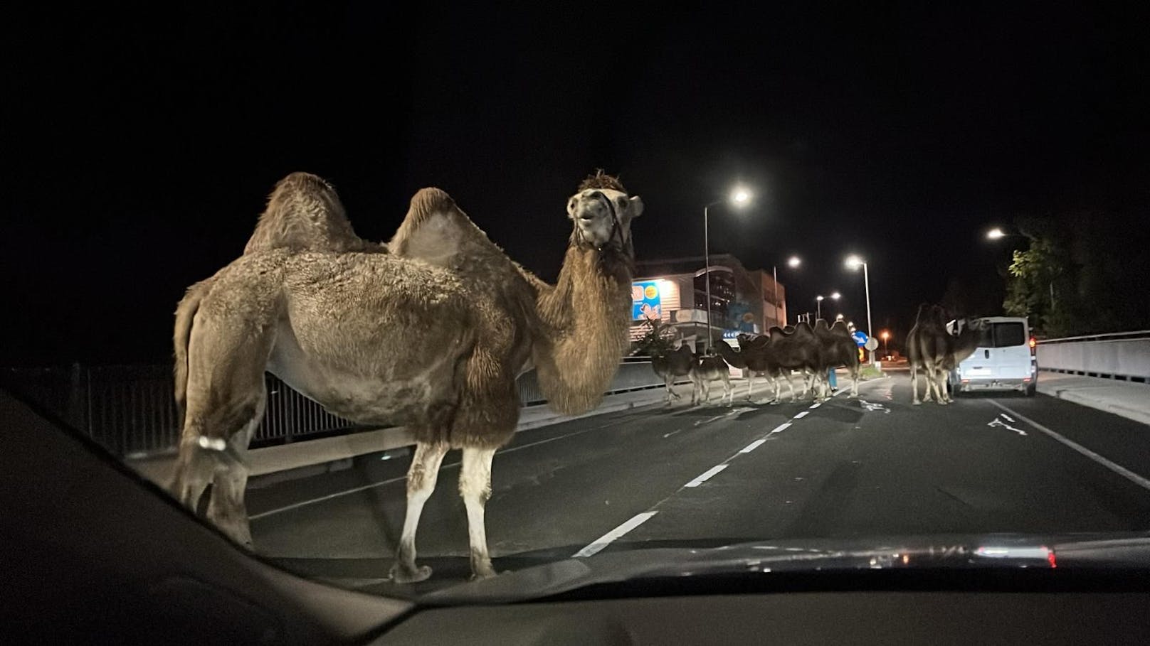 Die Kamele spazierten über die Landesstraße. 