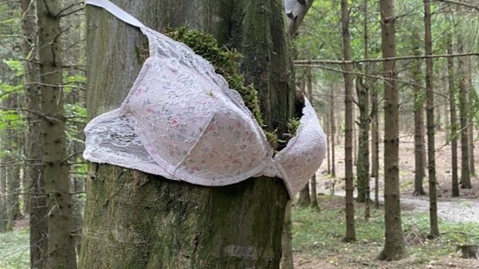 In einem Wald in Geiersberg im Innviertel entdeckte eine Oberösterreicherin Seltsames.