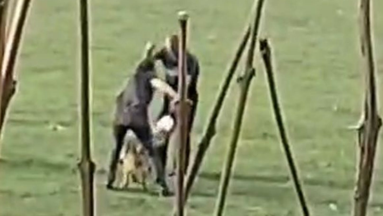 Auf einem Hundeabrichteplatz in Oberösterreich wurde mit einer Peitsche auf einen Schäferhund eingeschlagen.