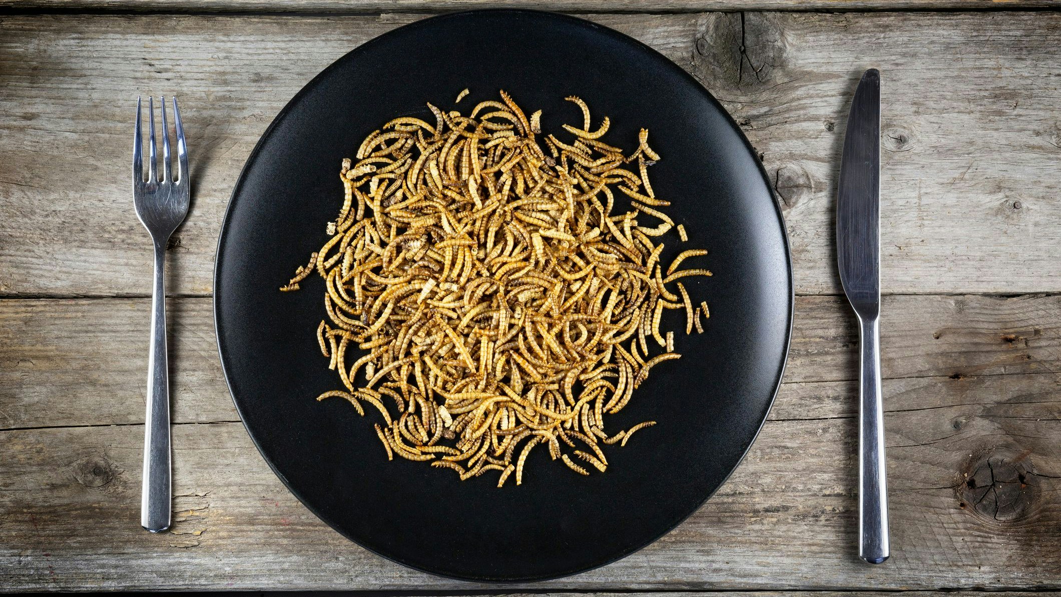 Edible insects - mealworms (Tenebrio molitor). Novel food concept - insect