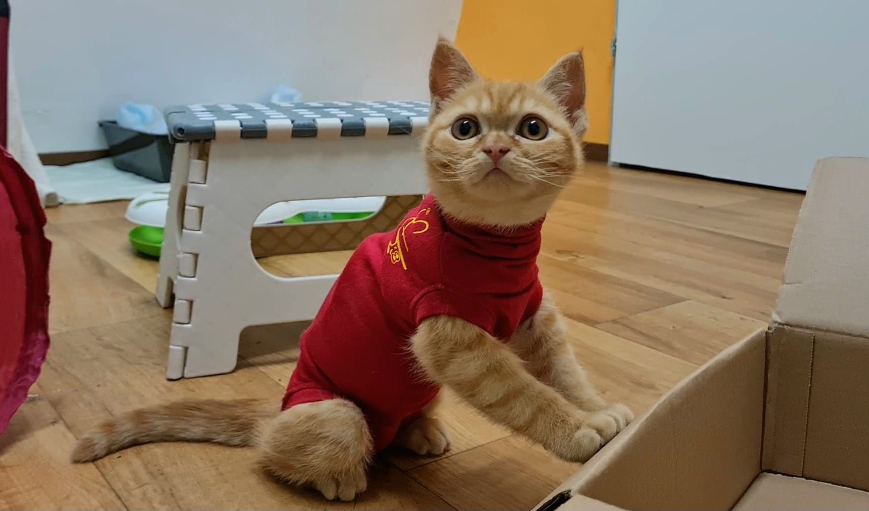 Ihre Ziehmutter und viele Freiwillige schneidern "Lucy" süße Pullover, damit die Schläuche versteckt werden können.