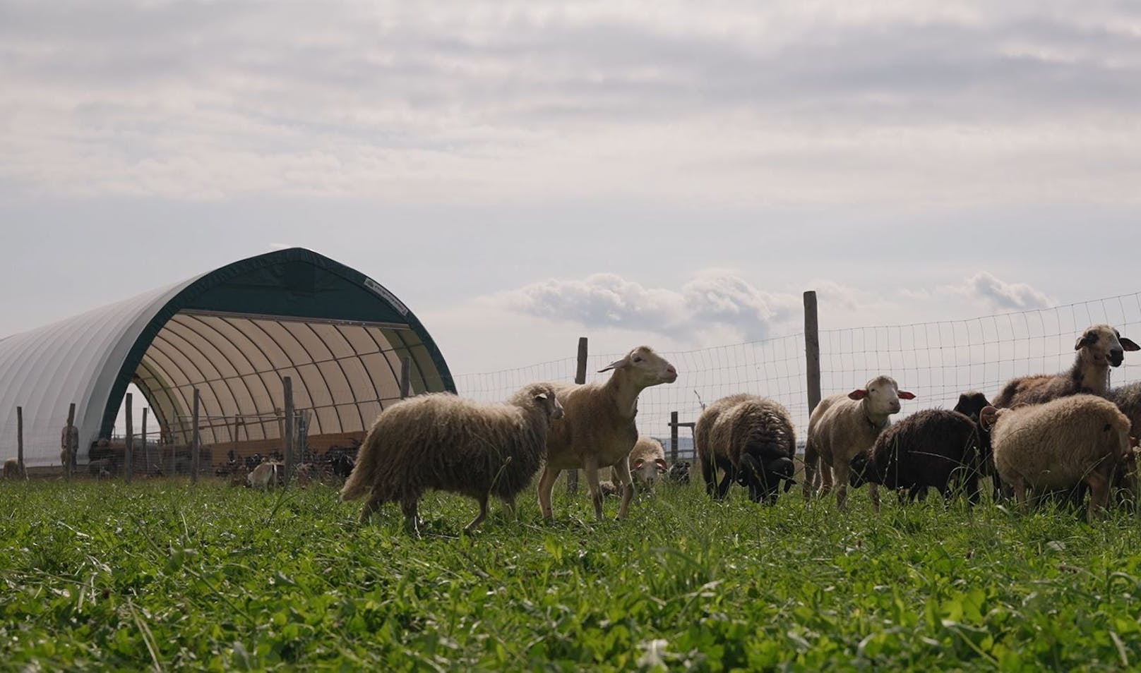 Innerhalb kurzer Zeit wurde ein mobiler Stall auf Gut Aiderbichl in Eslarn aufgestellt, um über 300 Schafe und Ziegen vor dem Einschläfern zu retten.