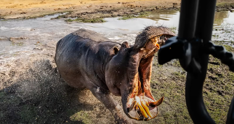 Das Nilpferd fühlte sich beim Baden offenbar gestört.