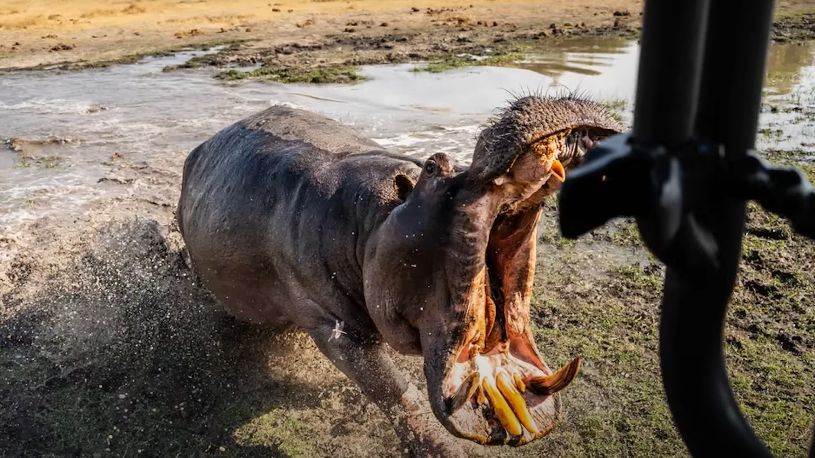 "Film einfach weiter" – Nilpferd beißt Loch ins Auto