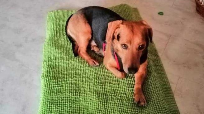 Heute.at - Hund nach Unfall vermisst – jetzt 1.500 Euro Finderlohn