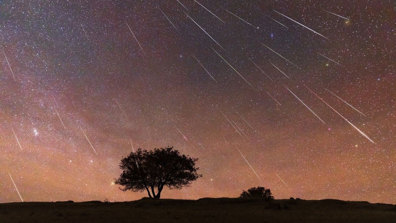 A tree in the prairie under the Geminid meteor shower