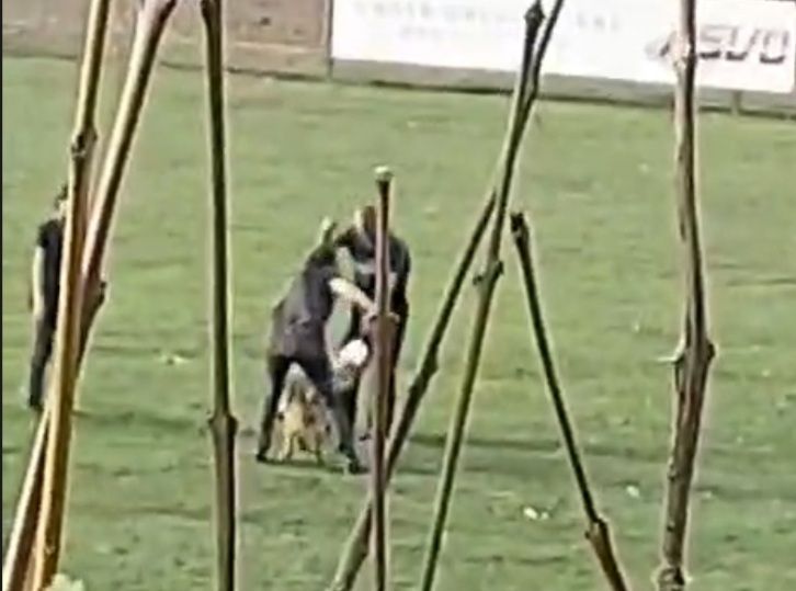 Auf dem Video ist ein Hundetraining zu sehen, das für einen Aufschrei sorgte.