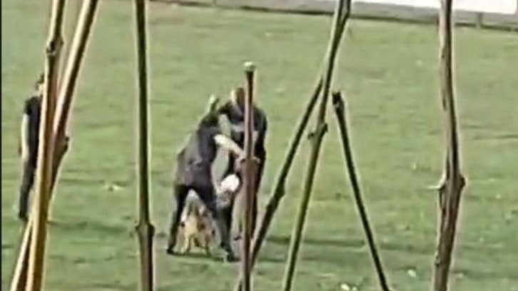 Auf dem Video ist ein Hundetraining zu sehen, das für einen Aufschrei sorgte.