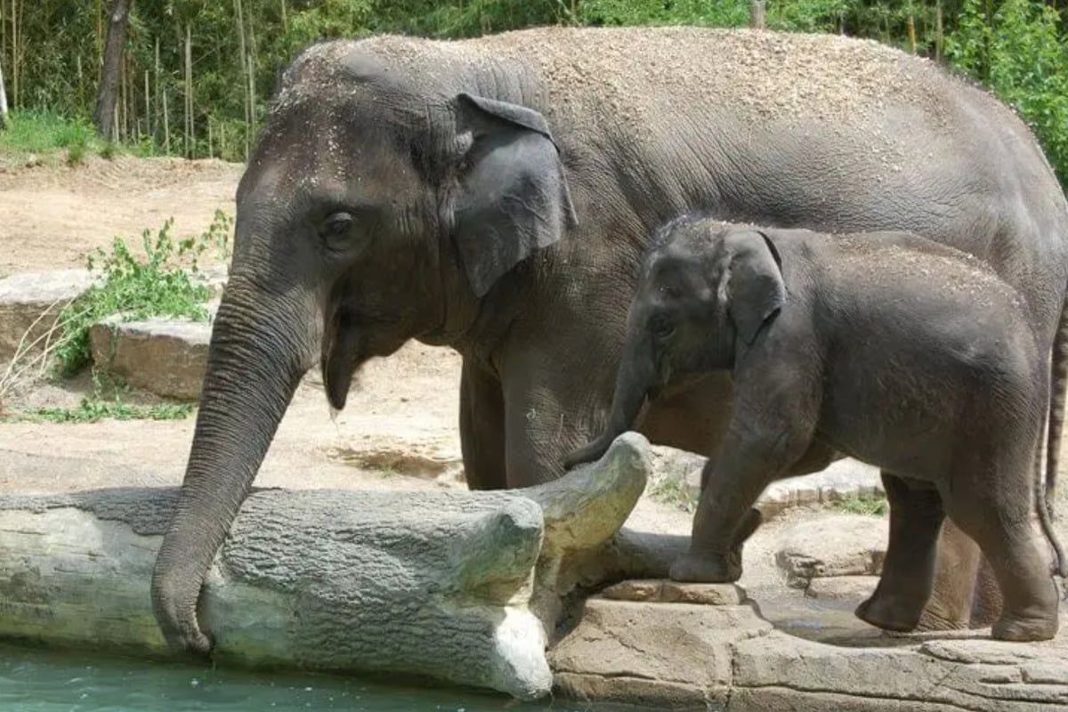 Rani wurde 27 Jahre alt, 22 davon lebte sie im Zoo von St. Louis und wurde viermal Mama. Unter anderem von Kenzi (r.). 