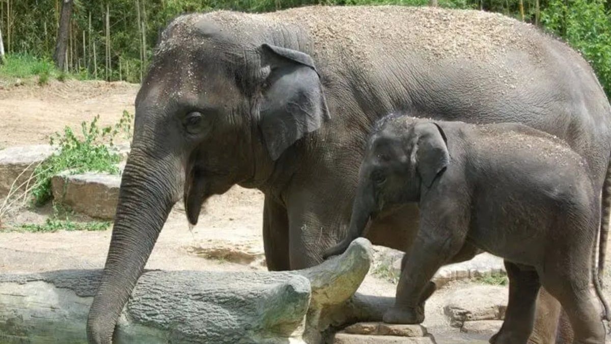 Rani wurde 27 Jahre alt, 22 davon lebte sie im Zoo von St. Louis und wurde viermal Mama. Unter anderem von Kenzi (r.). 