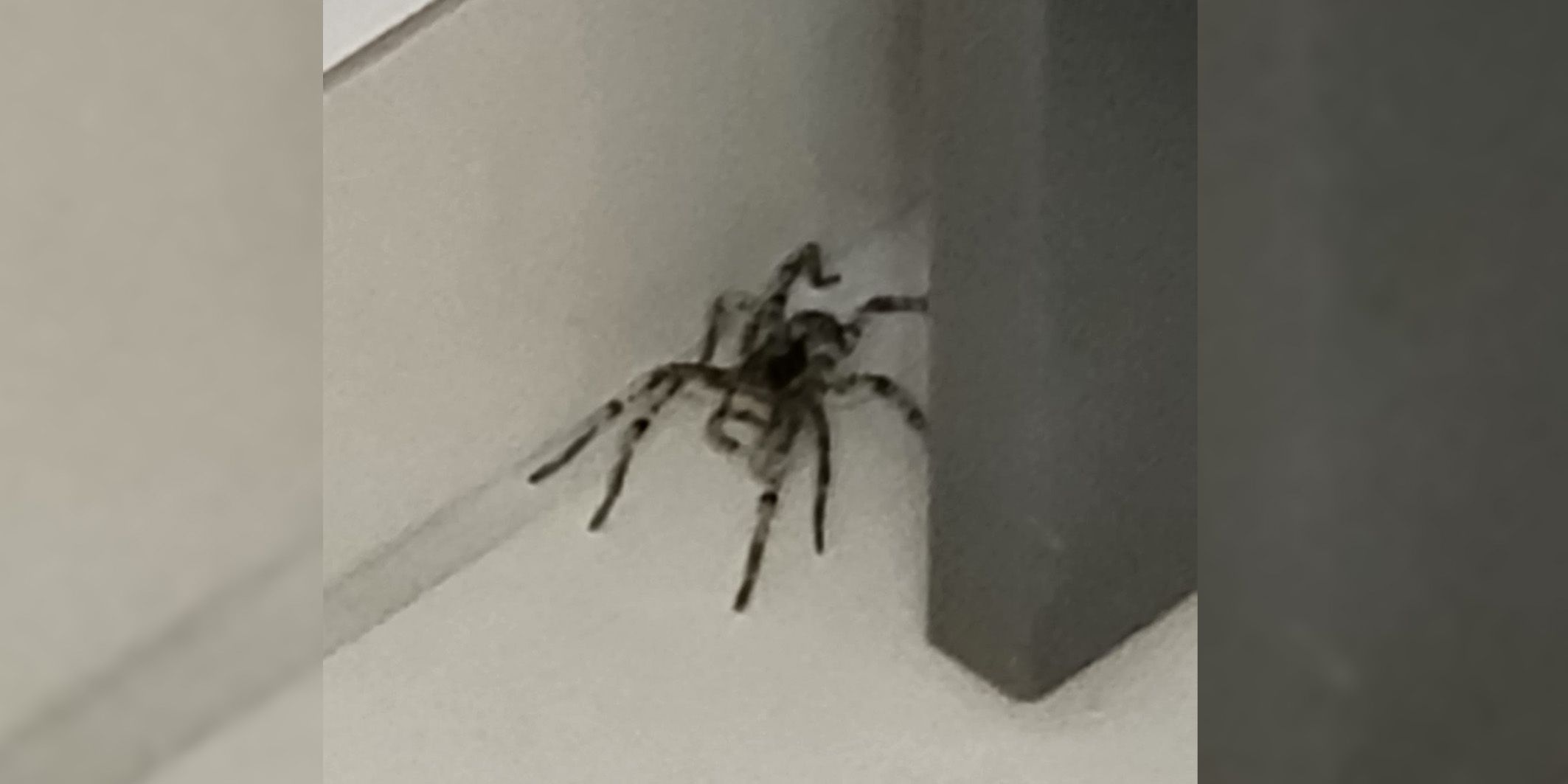 Heute.at - Niederösterreicherin findet giftige Tarantel im Keller