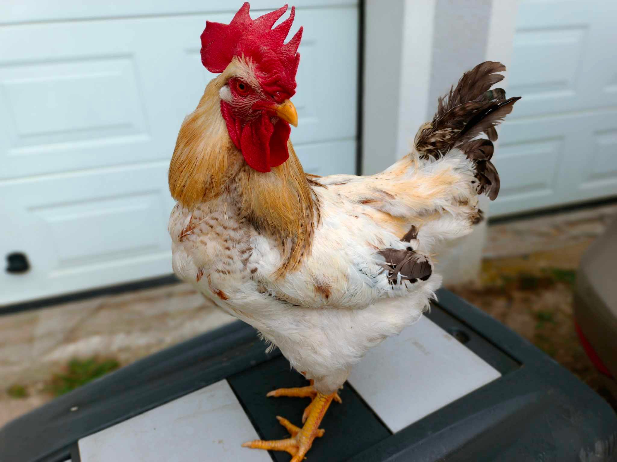 "Schurli" alias "Lazarus" darf jetzt in Pöchlarn Hennen beglücken.