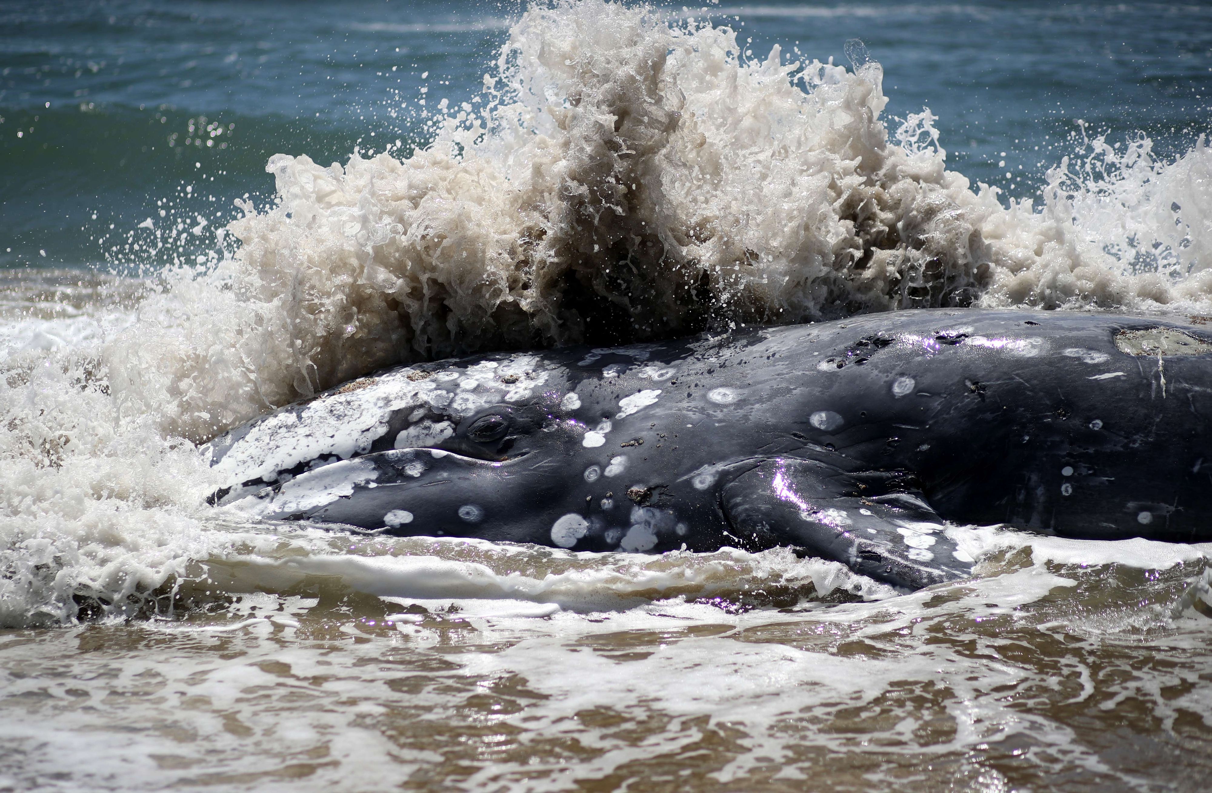 Ein toter Grauwal an der Küste von Kalifornien.