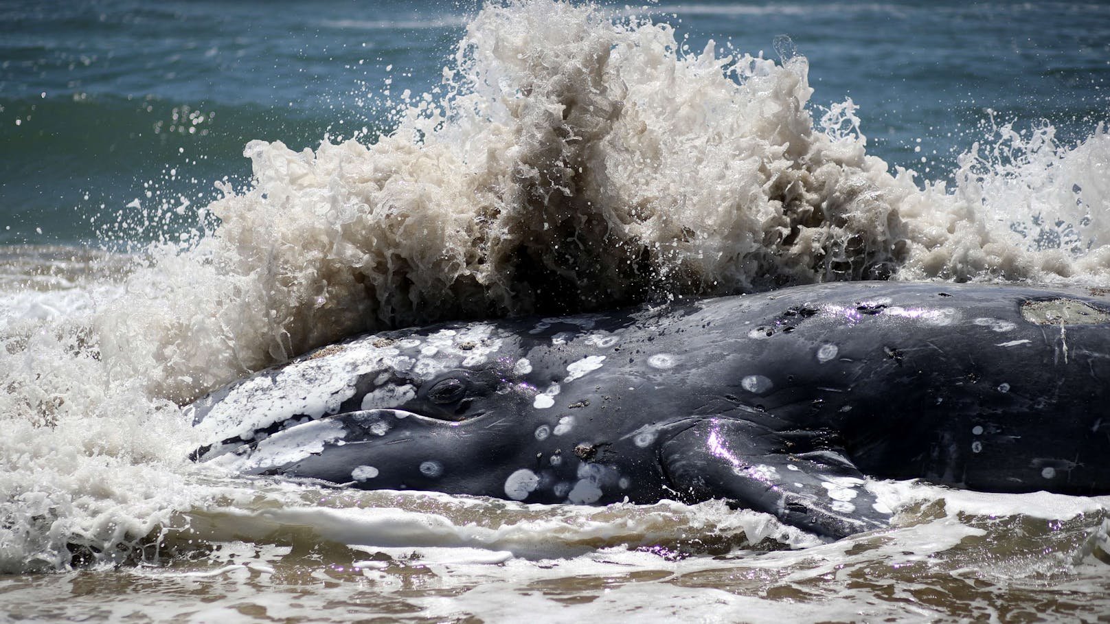 Massensterben der Grauwale – Forscher lösen Rätsel