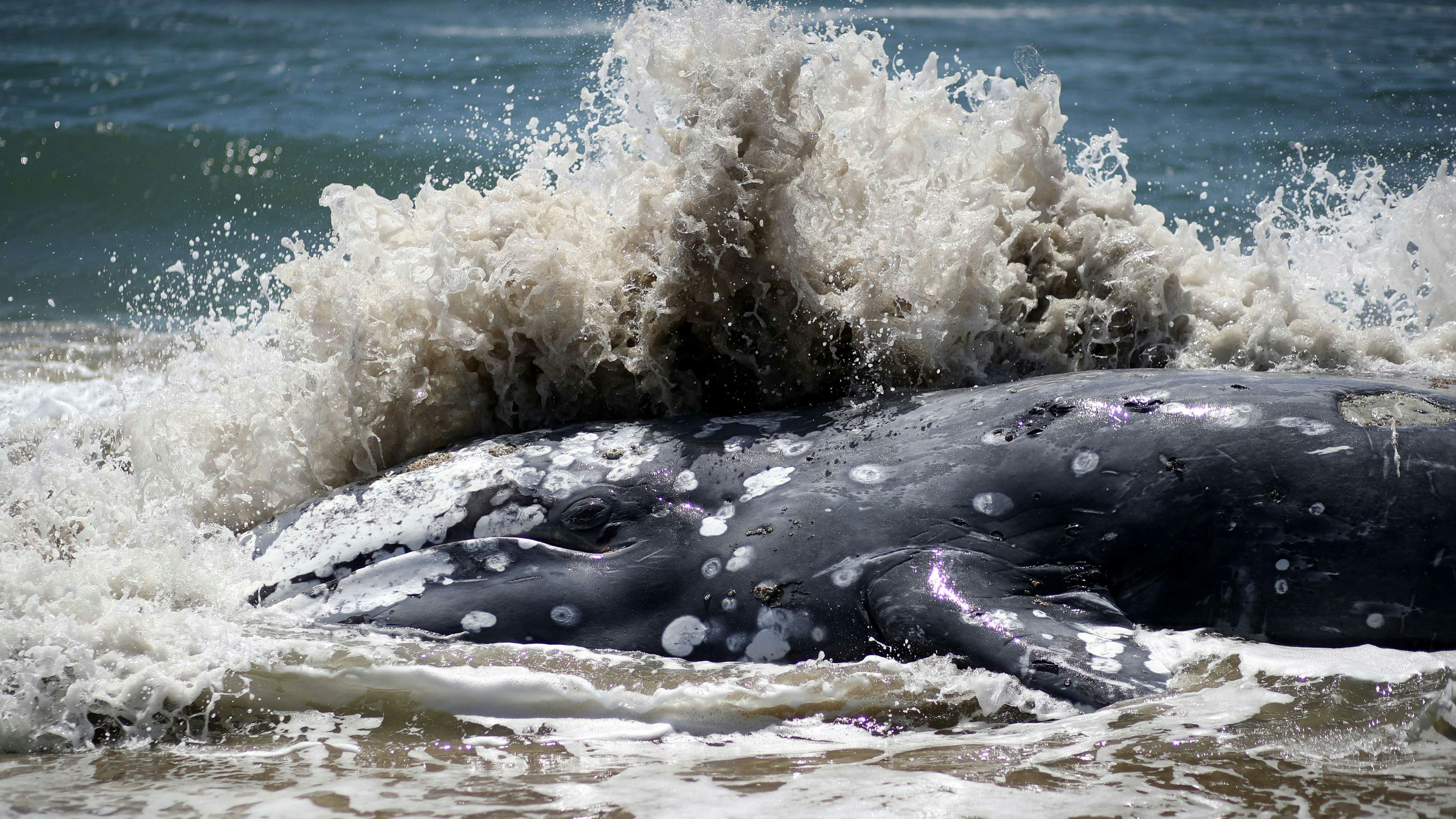 Download von www.picturedesk.com am 21.10.2023 (09:56).  POINT REYES STATION, CALIFORNIA - MAY 23: A wave crashes into a dead Gray Whale as it sits on the beach at Limantour Beach on May 23, 2019 in Point Reyes Station, California. A thirteenth Gray Whale washed up dead on a San Francisco Bay Area beach as scientists try to figure what is killing the whales. Dozens of Gray Whales have been found dead along the Pacific Coast between California and Washington since the beginning of the year. Justin Sullivan/Getty Images/AFP.== FOR NEWSPAPERS, INTERNET, TELCOS & TELEVISION USE ONLY == - 20190523_PD11685 - Rechteinfo: Rights Managed (RM) Fotografische Urheberrechte sind garantiert. Der Kunde selbst hat insbesondere die Persönlichkeitsrechte der abgebildeten Personen in eigener Verantwortung zu beachten (AGBs Punkt 5). Nur für redaktionelle Nutzung durch Tageszeitungen und Onlinemedien!