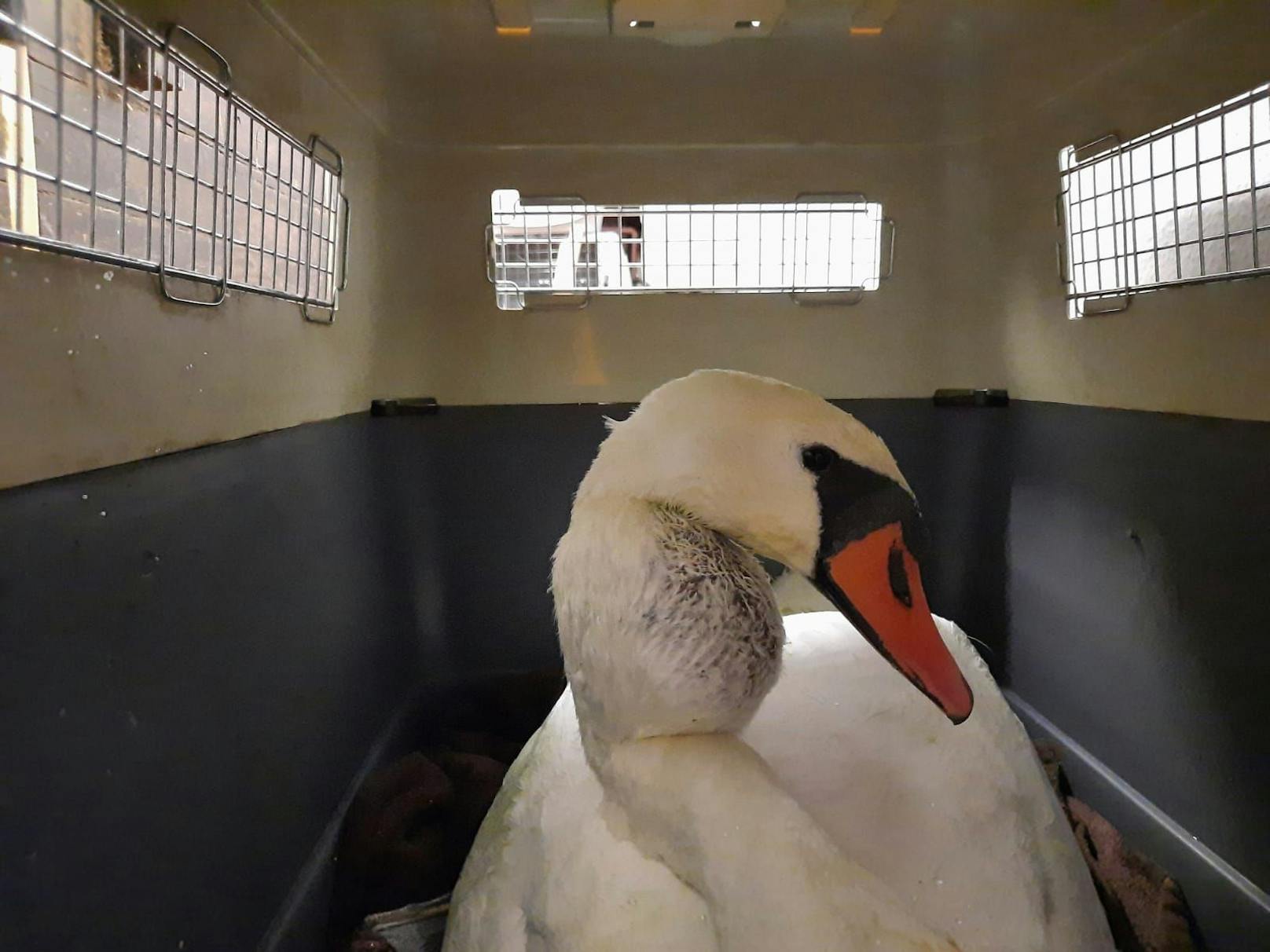 Jetzt ist der Schwan samt Schwellung wieder bei seiner Familie.