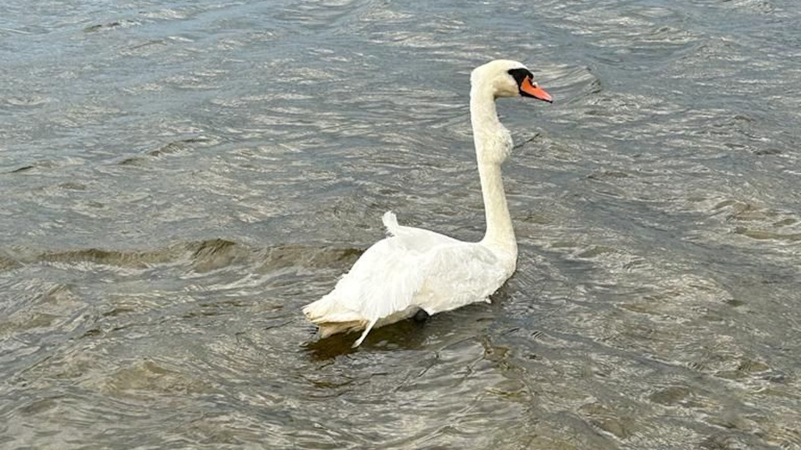 Seit Jahren fällt ein Schwan im Salzburger Wallersee mit einer Schwellung am Hals auf.