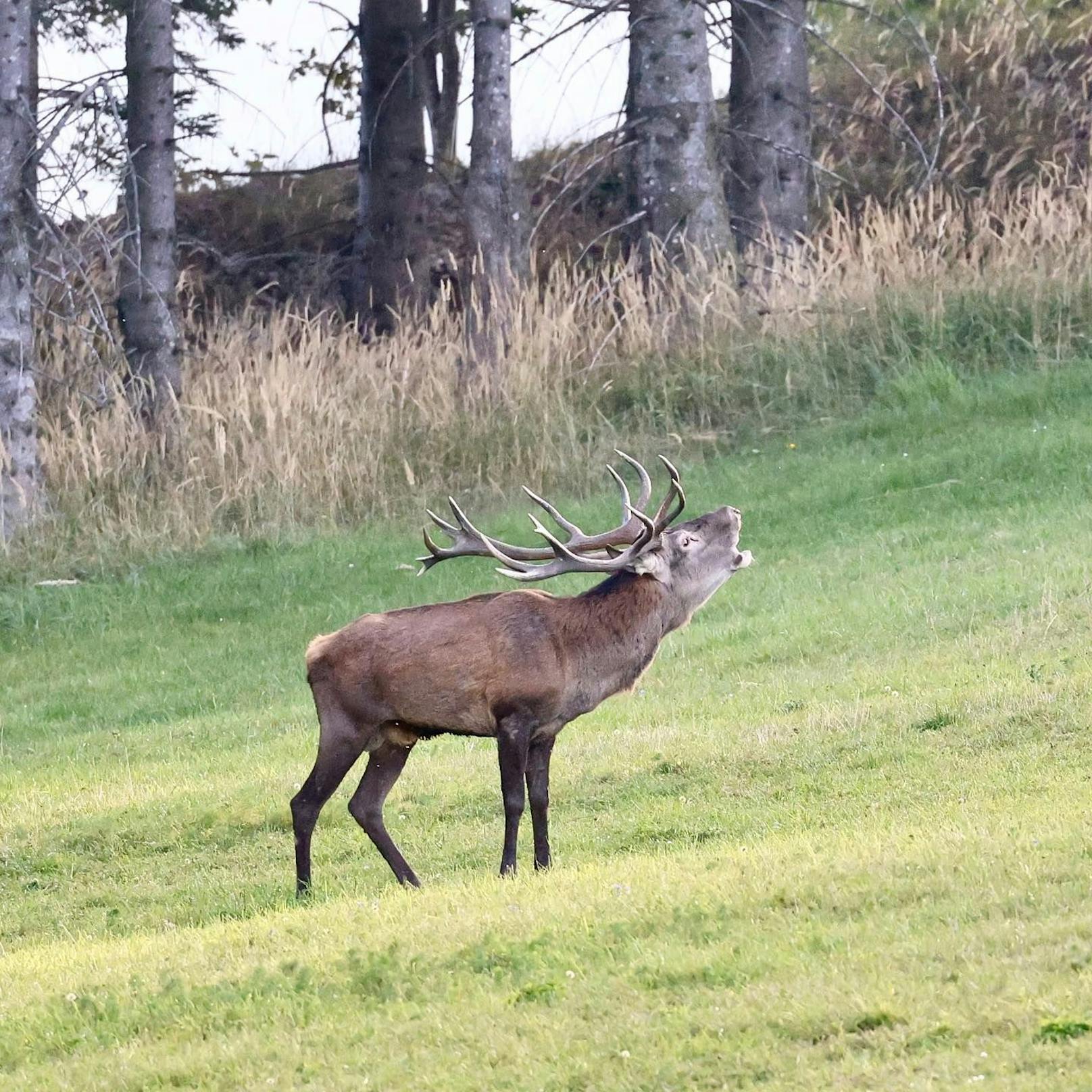 Hirsch "Franzi" war einer der beliebtesten Hirsche des Naturresorts in Schwarzenbach an der Pielach.