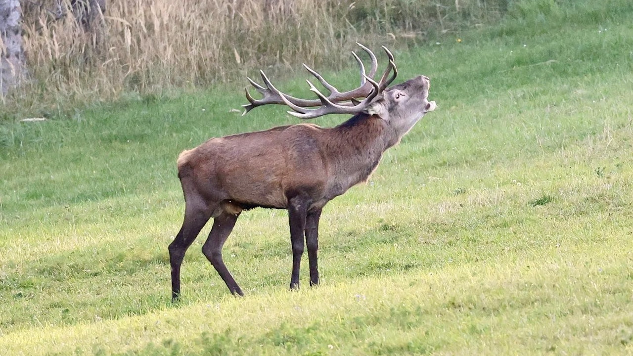 Heute.at - Hirsch Franzi vor Futterkrippe eiskalt abgeknallt
