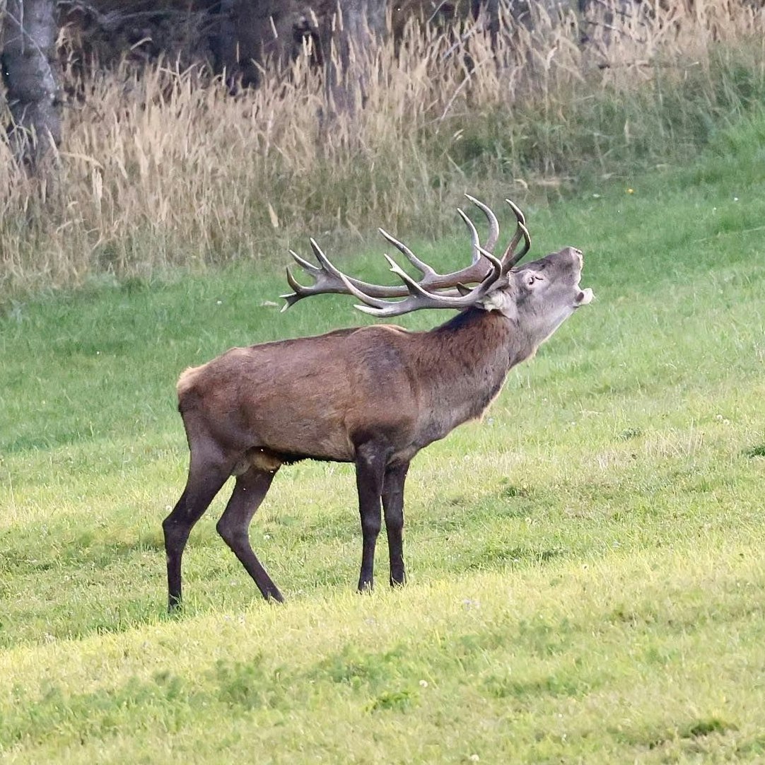 Hirsch "Franzi" war einer der beliebtesten Hirsche des Naturresorts in Schwarzenbach an der Pielach.