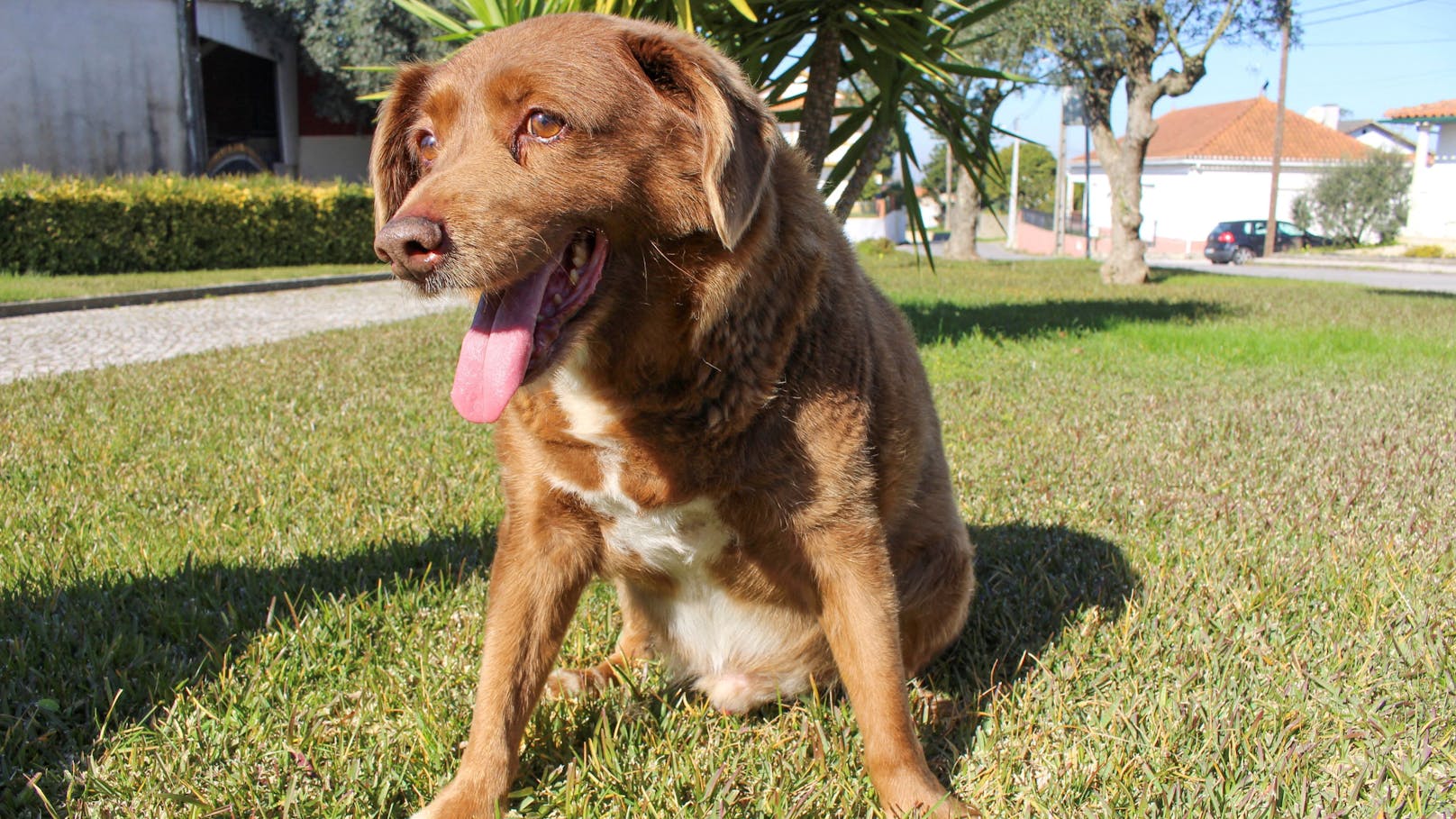 Der älteste Hund der Welt starb mit über 31 Jahren