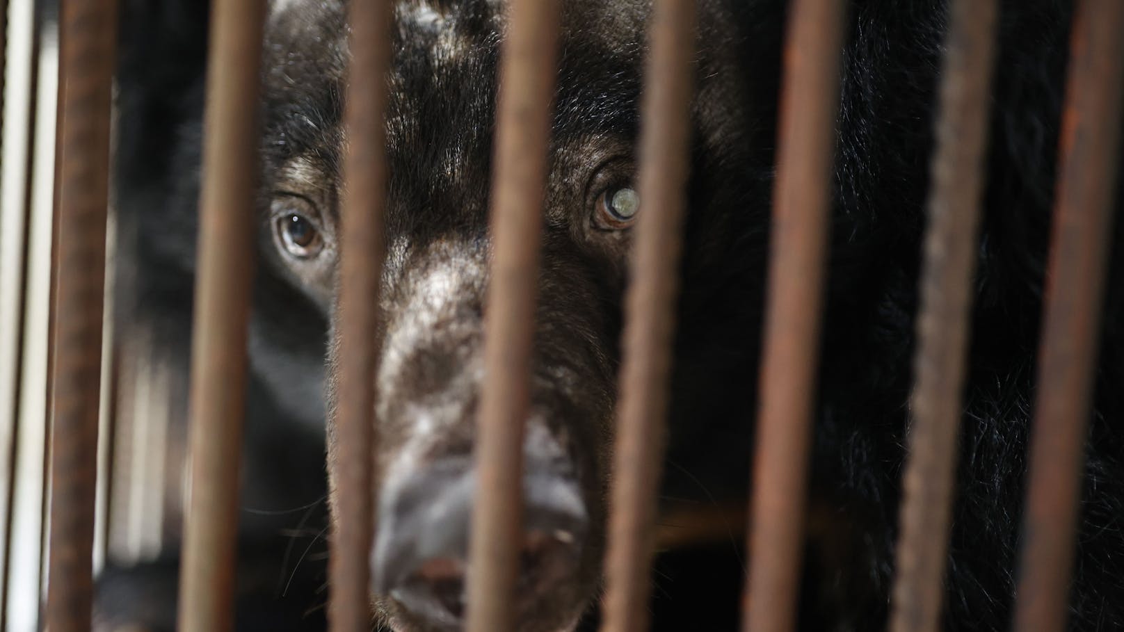 Tierschutzorganisation Vier Pfoten beschlagnahmten den illegalen "Gallenbären" und brachten sie in einen der Bärenwälder.