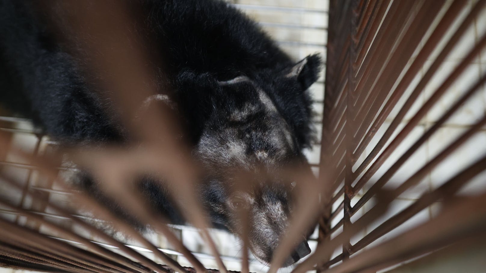 In einem Einfamilienhaus wurde sie zunächst mit fünf weiteren Bären für die Gallensaft-Entnahme gehalten.