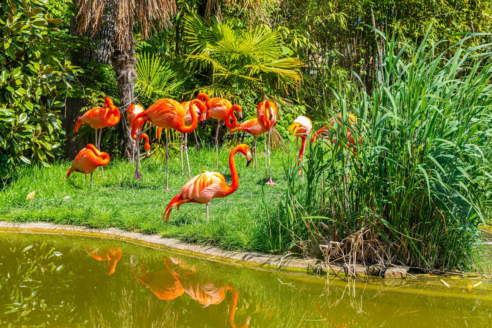 Fuchs tötete 13 Flamingos im Tiergarten Schönbrunn