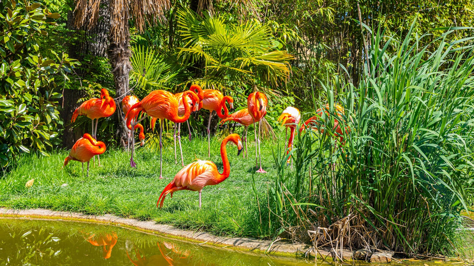 Fuchs tötete 13 Flamingos im Tiergarten Schönbrunn