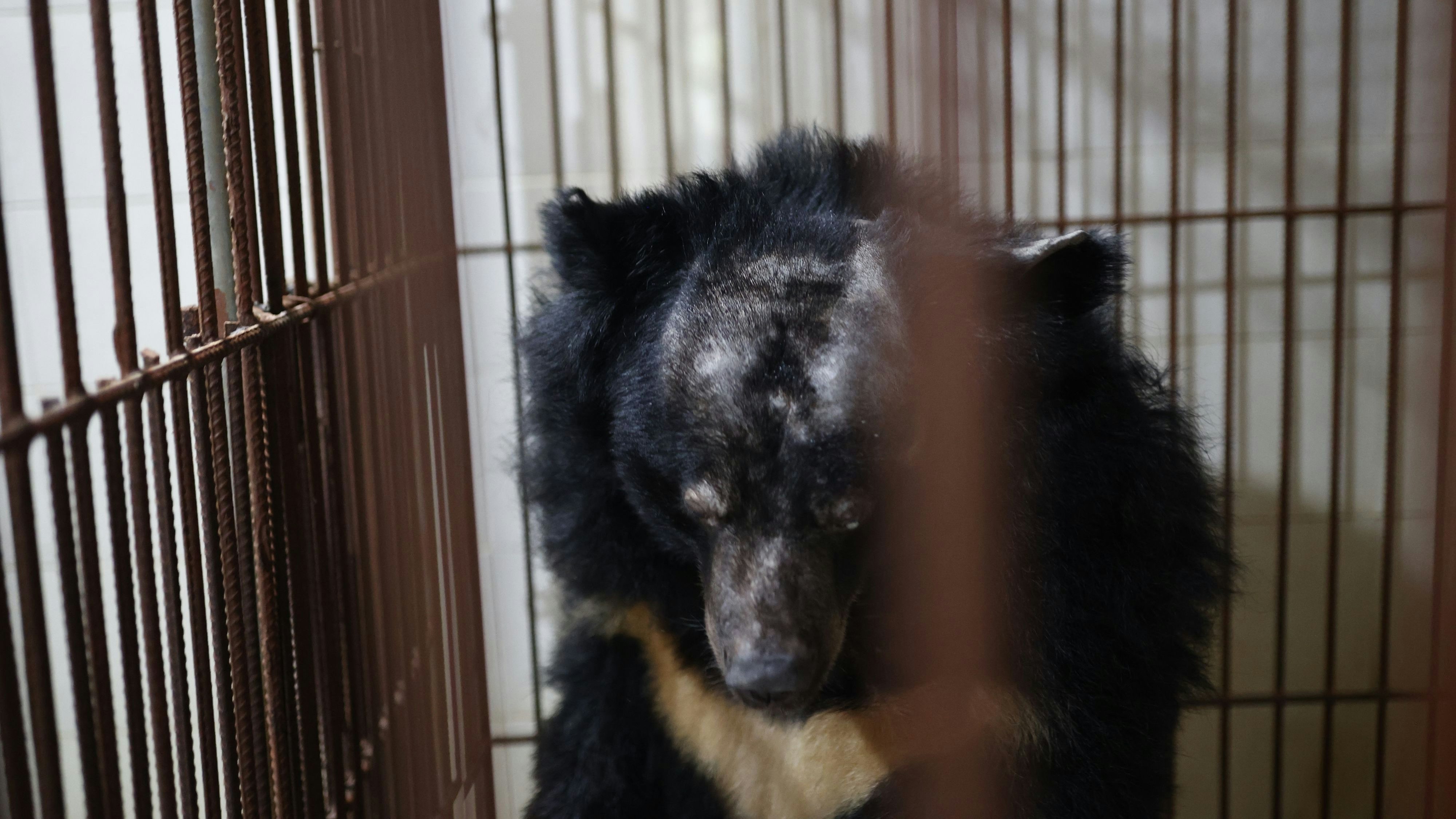 "Na" musste 20 Jahre lang in diesem kleinen Käfig verbringen und unvorstellbare Qualen aushalten. 