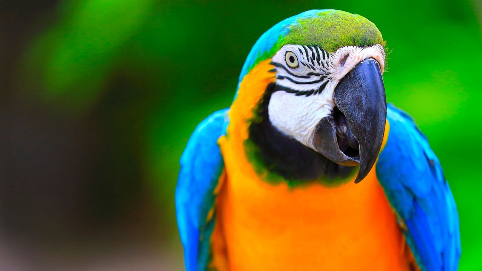 Wer den Papagei zuerst gesehen hat gehört lustigerweise nicht gerade zu den Kommunikativsten und hat Angst vor Ablehnung.