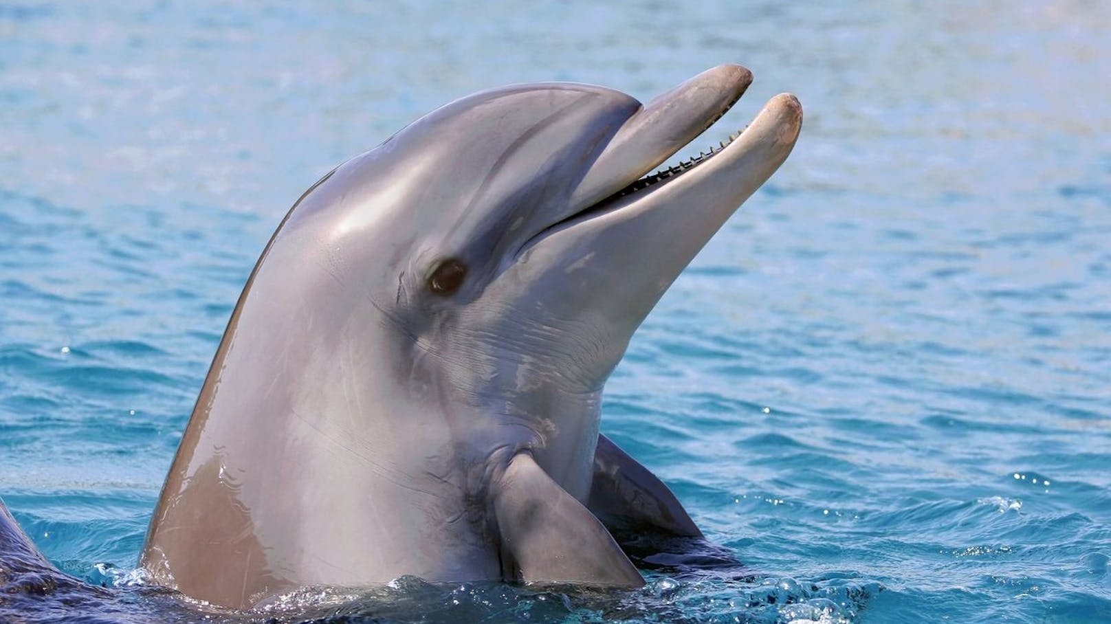 Wer zuerst den Delfin gesehen hat, ist besonders feinfühlig aber auch schnell ausgelaugt, wenn sie die Liebe die sie vergeben nicht im selben Maß zurück bekommen. 