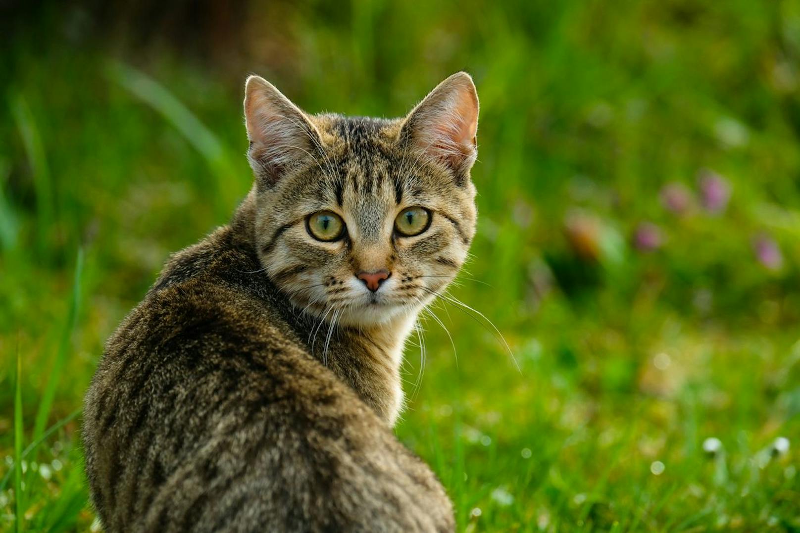 Viele Katzen verschwinden oft auf mysteriöse Weise.