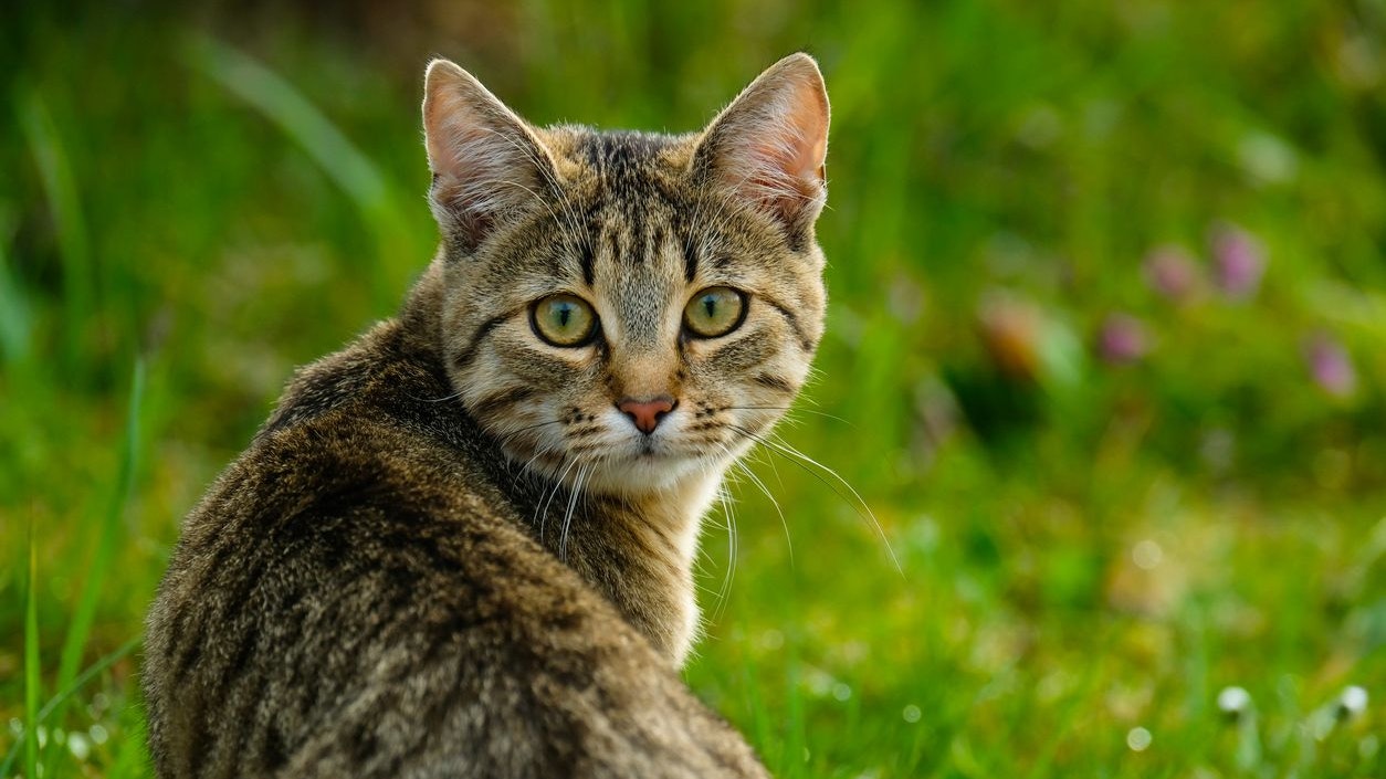 Katzen suchen sich selbst schattige Plätze