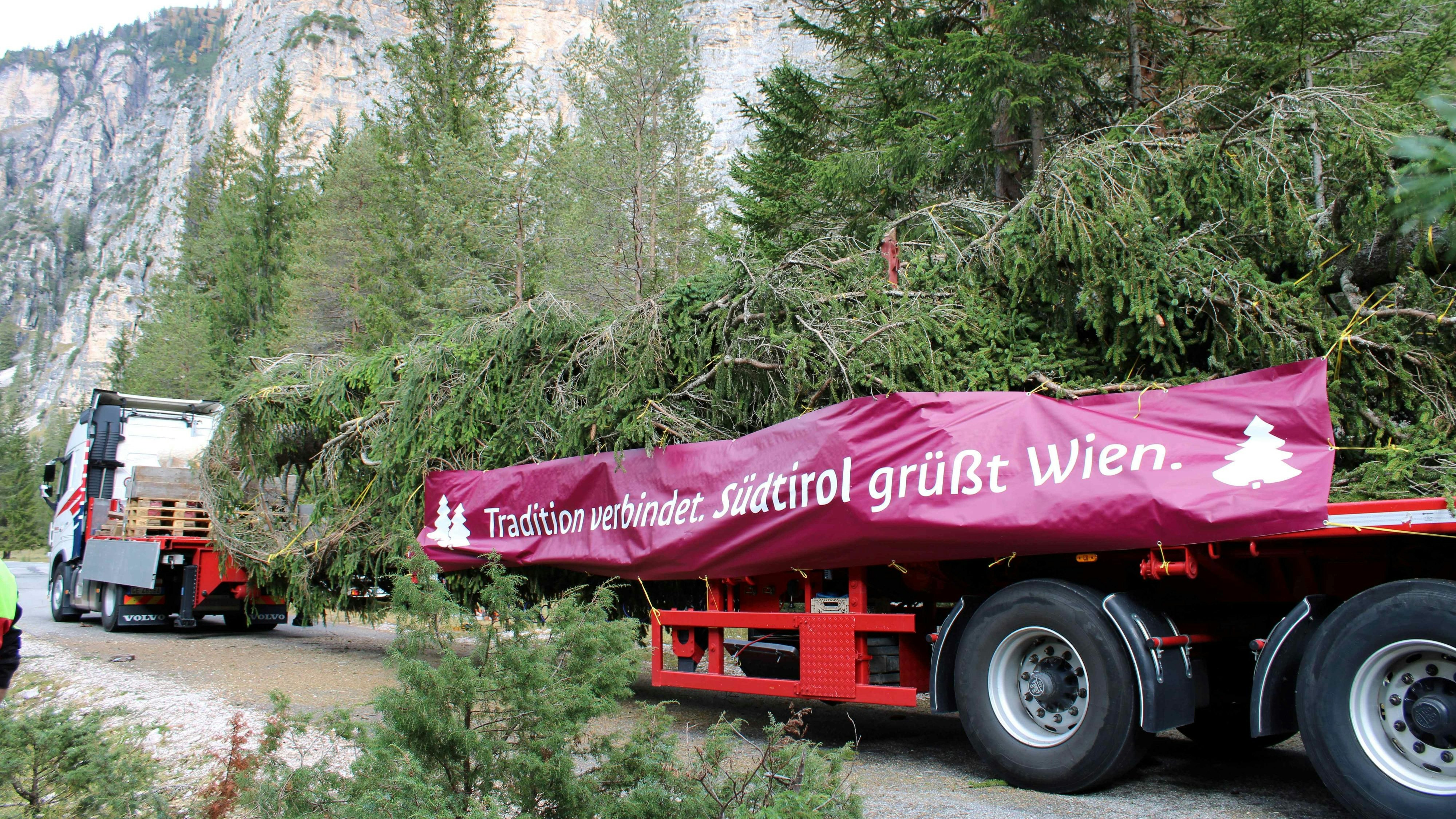 Der Wiener Weihnachtsbaum am Rathausplatz kommt heuer aus Südtirol.