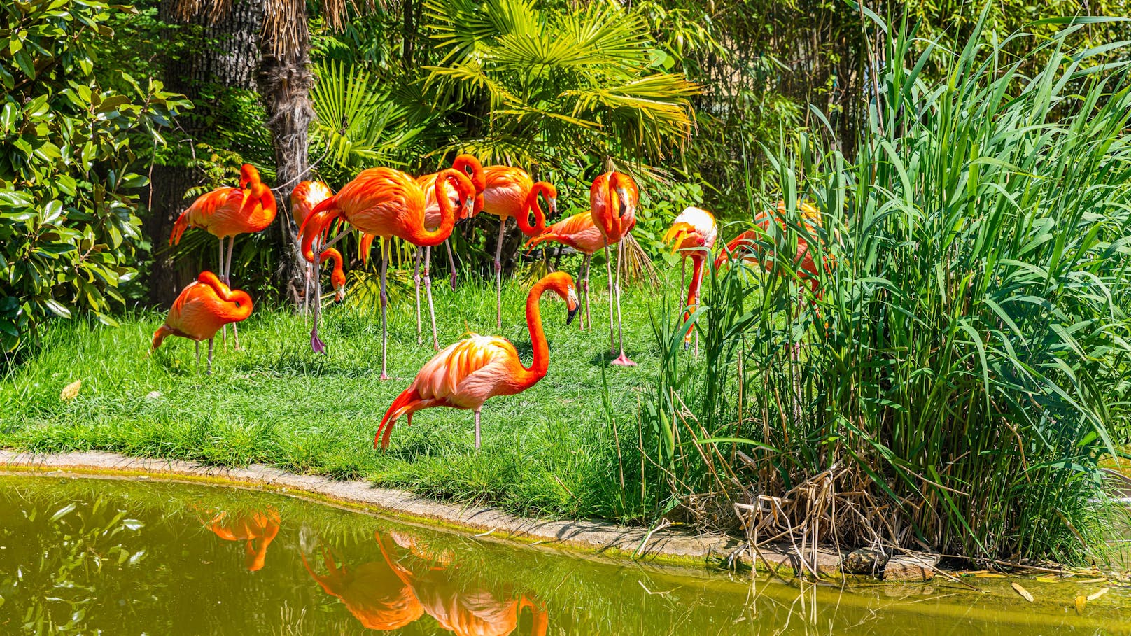 Ein Fuchs drang in einer Oktobernacht ins Gehege der "Roten Flamingos" in Schönbrunn ein und tötete 13 Tiere.