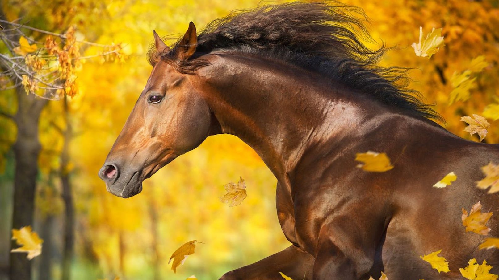 War dein erster Impuls das Pferd, dann bist du impulsiv, freiheitsliebend und leidenschaftlich. 