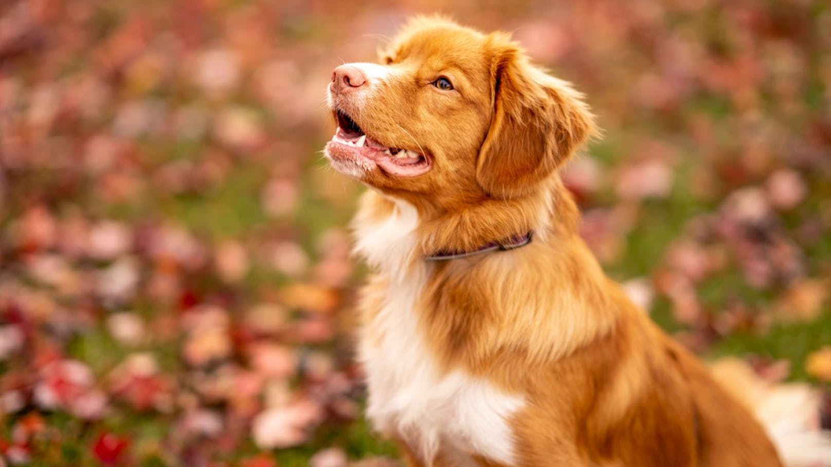 Der Hund hingegen zeugt von Harmoniebedürfnis in einer Beziehung und auch Angst vor einseitiger Liebe. 