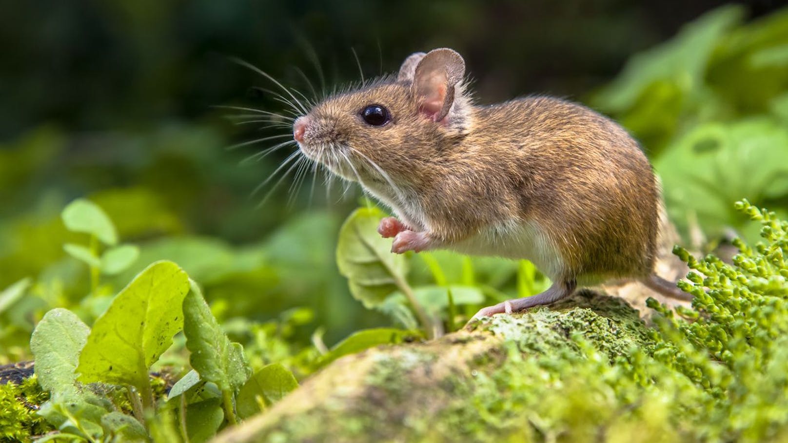 Hast du die Maus zuerst gesehen, gehörst du wahrscheinlich zu den Menschen die nicht gerne im Mittelpunkt stehen und ihre Gefühle öfter zurück halten. 