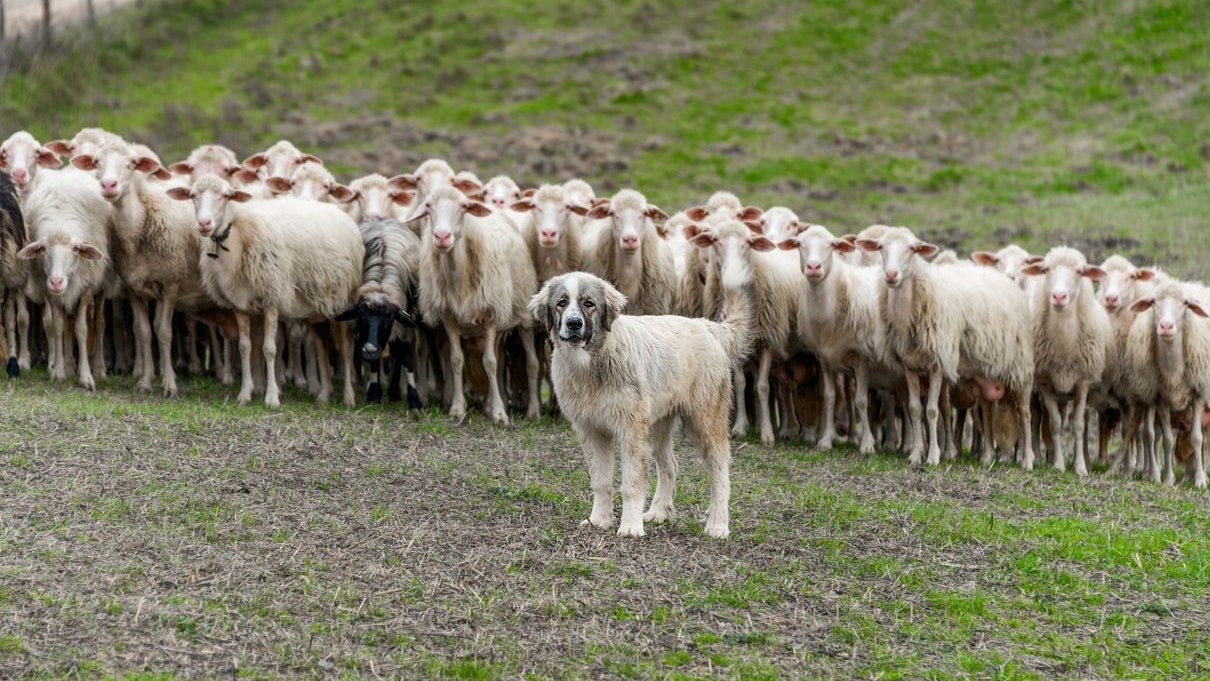 Herdenschutzhunde sollen die Nutztiere vor dem Wolf und Bär schützen. 
