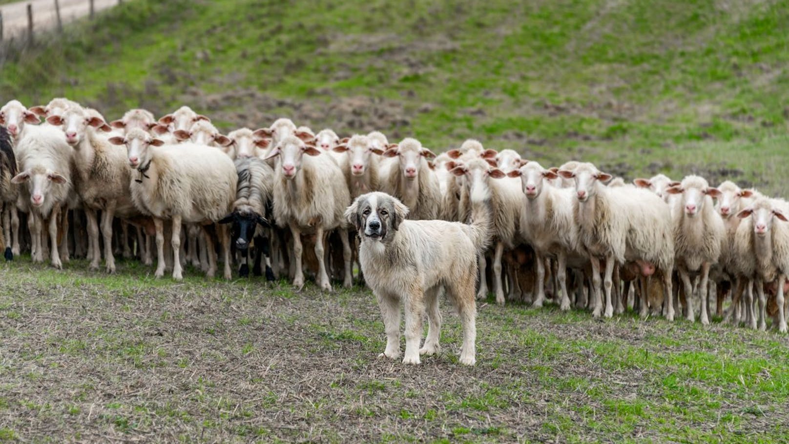 Zu laut! Herdenschutzhunde dürfen Tiere nicht bewachen
