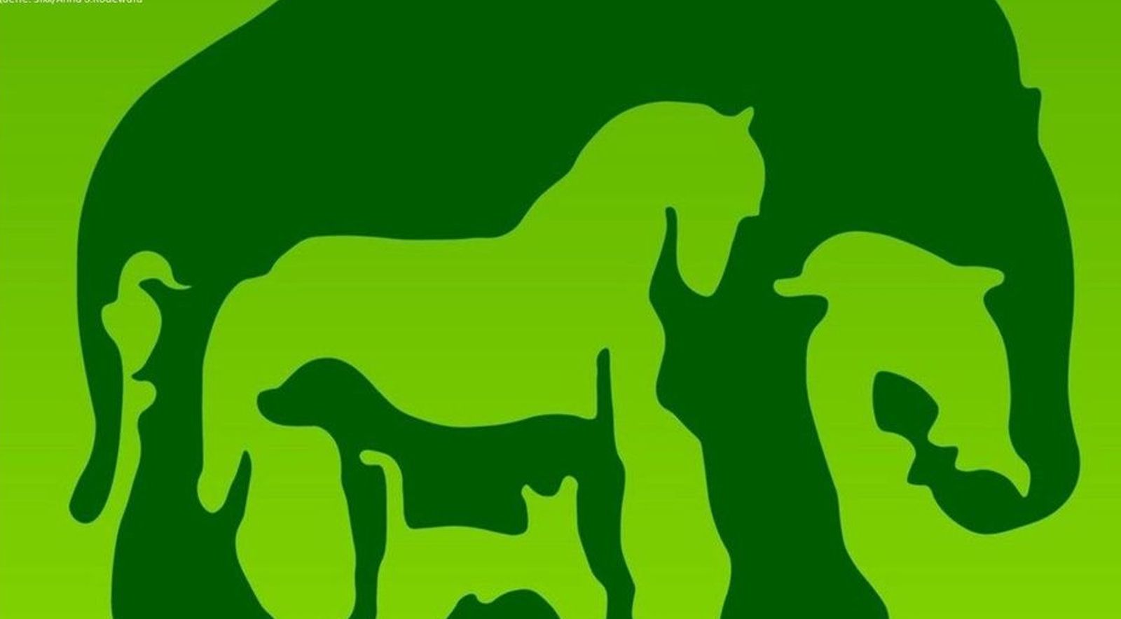 Elefant, Pferd, Hund, Katze, Delfin oder Vogel. Je nachdem welches Tier du zuerst siehst, soll Aufschluss über deine Persönlichkeit geben. 