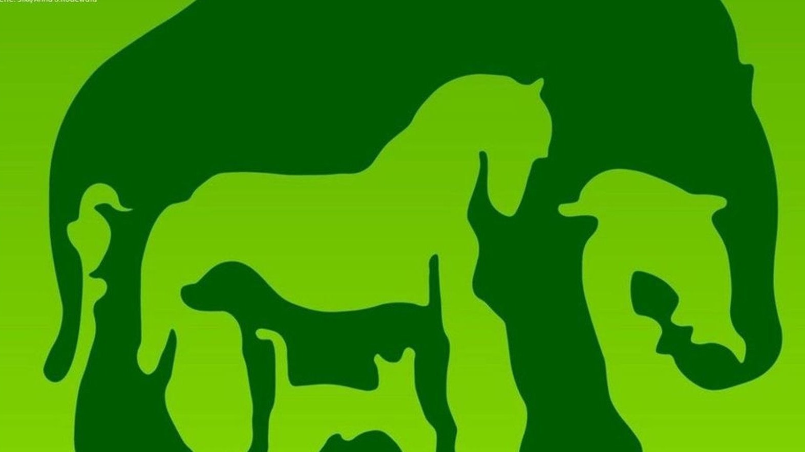 Elefant, Pferd, Hund, Katze, Delfin oder Vogel. Je nachdem welches Tier du zuerst siehst, soll Aufschluss über deine Persönlichkeit geben. 