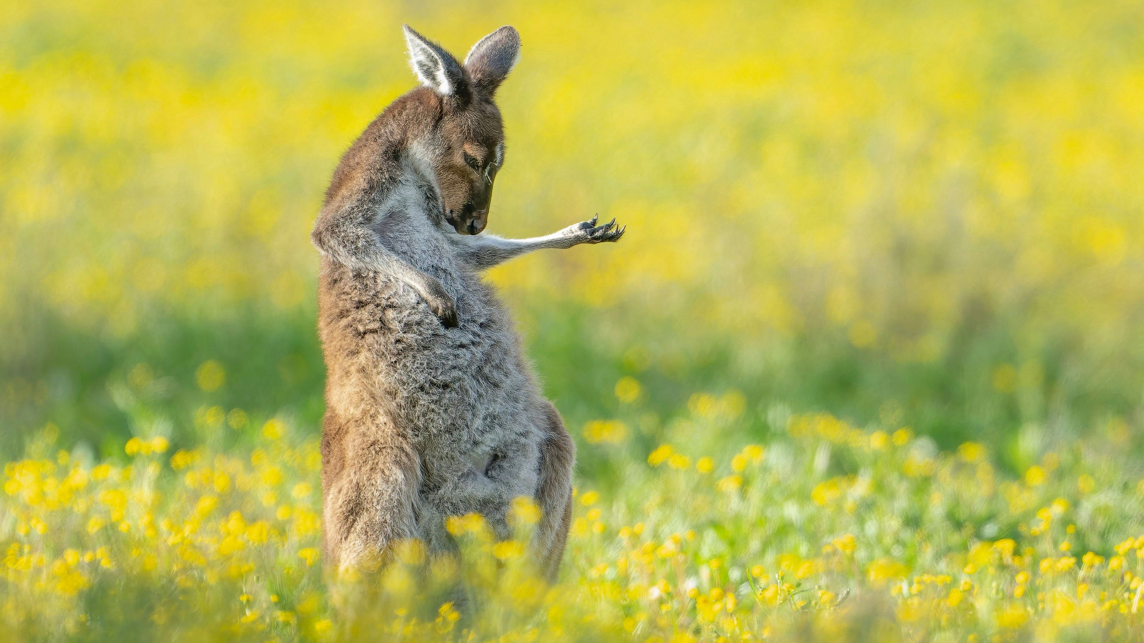 Titel: Air Guitar Roo
