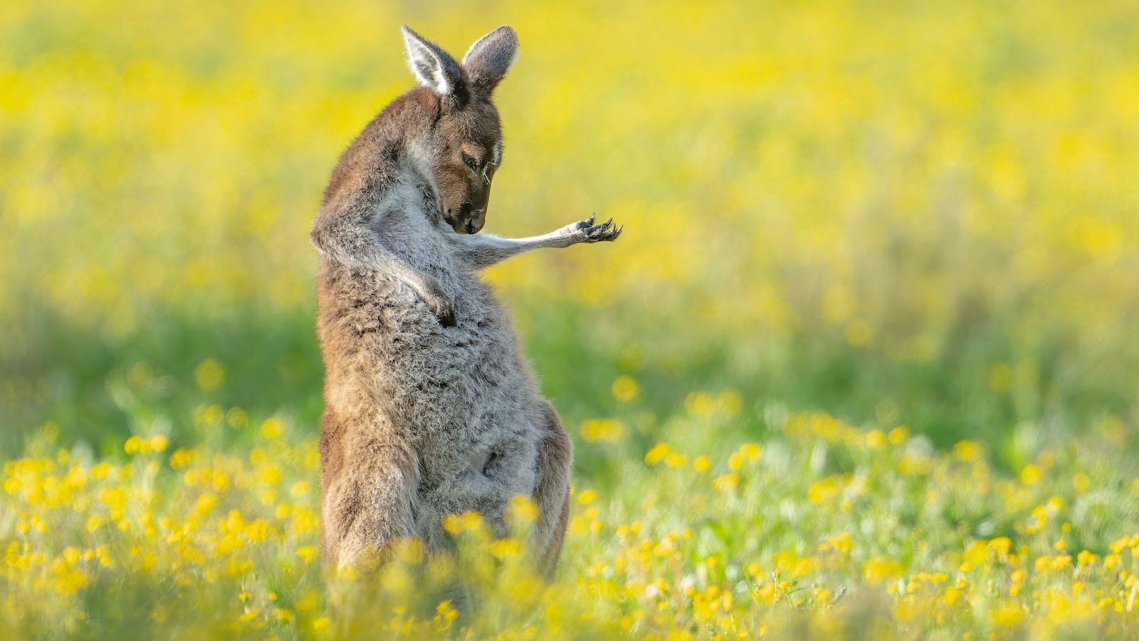 Känguru mit Luftgitarre siegt bei Foto-Wettbewerb