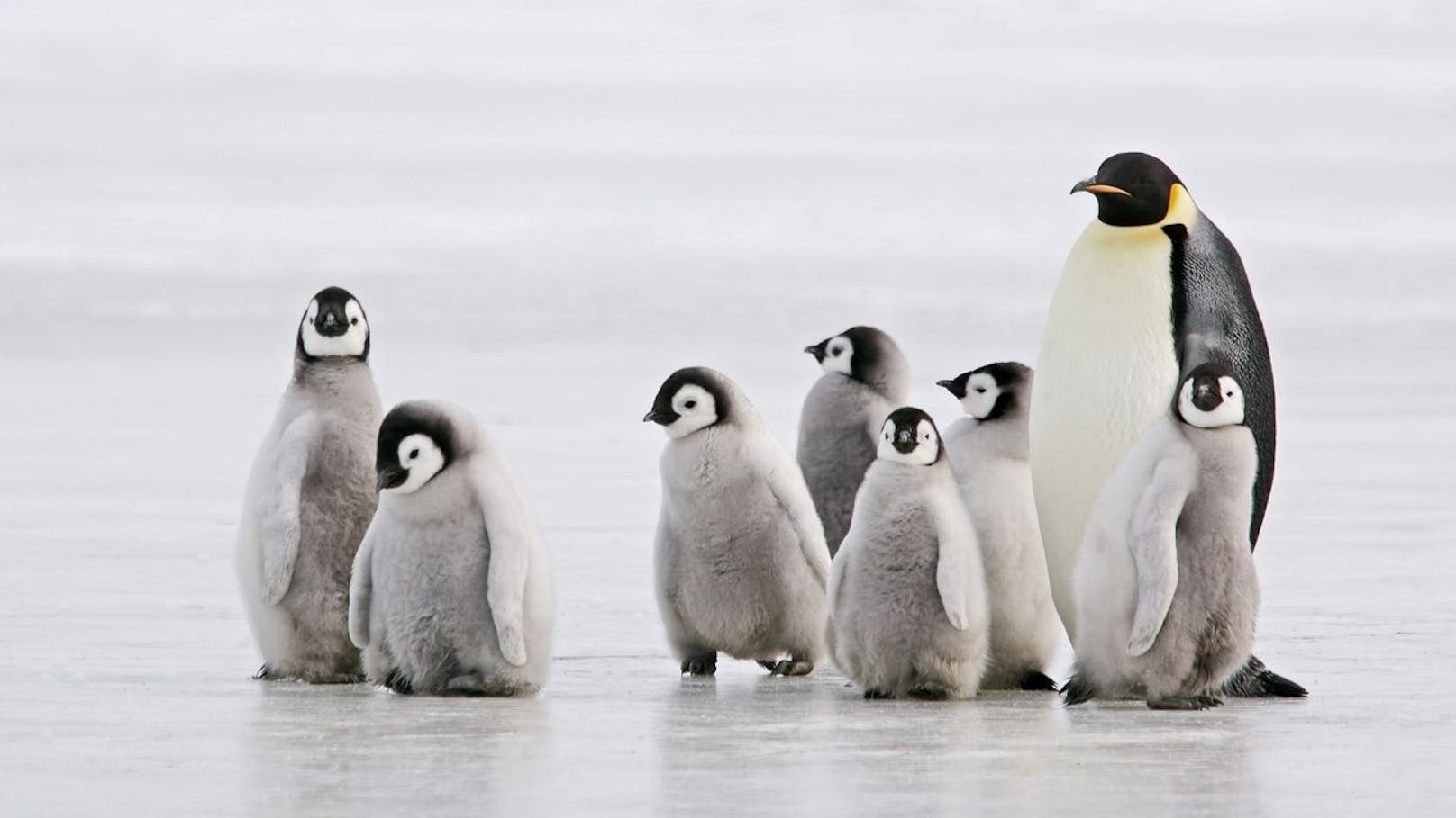 Pinguinen droht Massensterben in der Antarktis