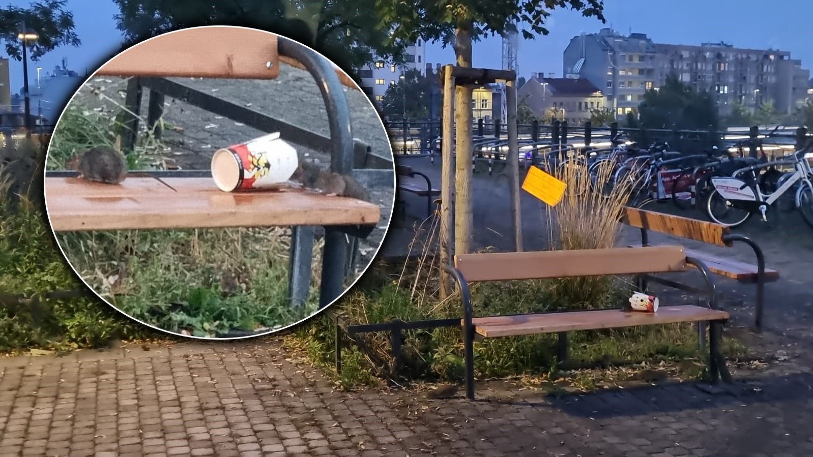 Nächste Rattenplage in Wien – diesmal in Bahnhofs-Park