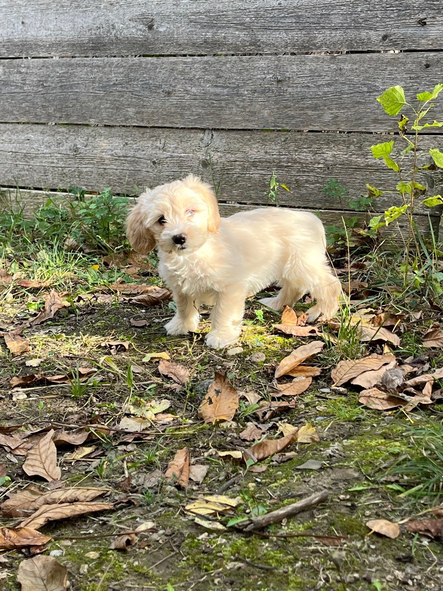 Einer butziger als der Andere - Die Kartonwelpen aus Wien dürften jetzt aus dem Tierschutzhaus ausziehen. 