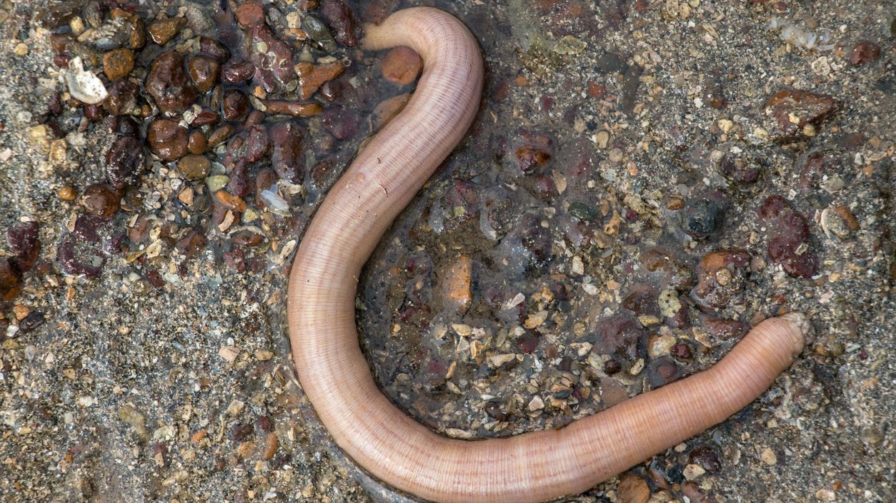 Der Schnurwurm ist nicht besonders hübsch aber 200 Mal so lang wie ein Regenwurm.